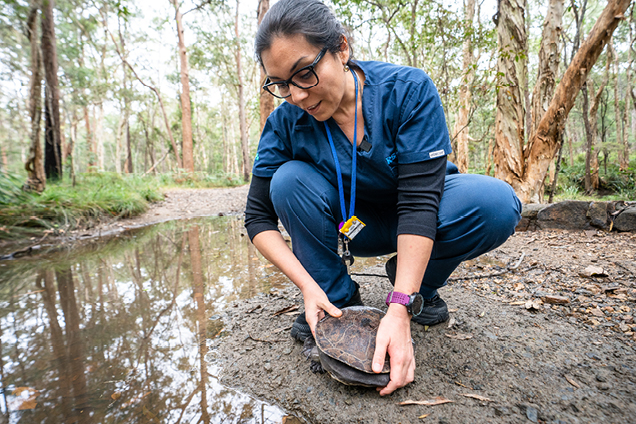 Gravid turtle in RSPCA Queensland Wildlife care
